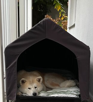 Akita Inu krytí - 6