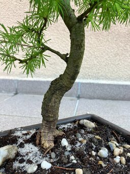 Bonsai, Bonsaj, jamadori, modřín - 6
