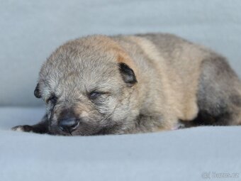 Československý vlčák - 6