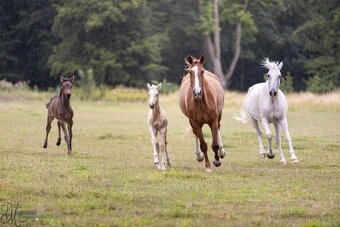Stáj Zámek Ellischau - luxusní hřebeček CS r.2025 - 6