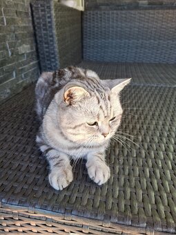 Britská koťata - 6