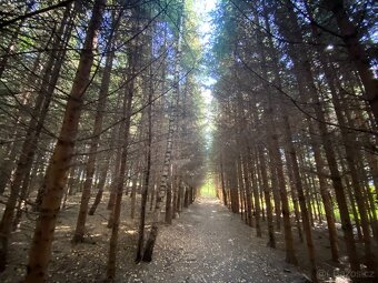 Lesní pozemek a pozemek ostatní plocha Horní Lánov - 6