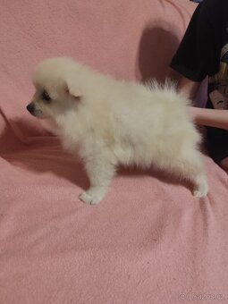 Špic pomeranian štěňátka - 6