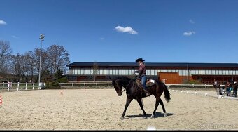 Quarter horse - 6