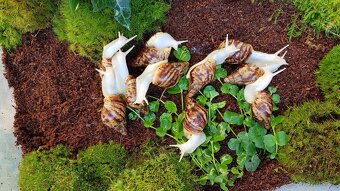 Africký šnek Lissachatina reticulata Albino body mláďata - 6