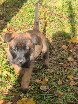 Belgický ovčák (Německý ovčák podíl 25%) štěňata - 6