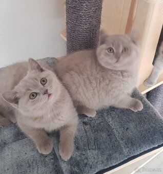 Krasna britská kratkosrstna koťata - 6