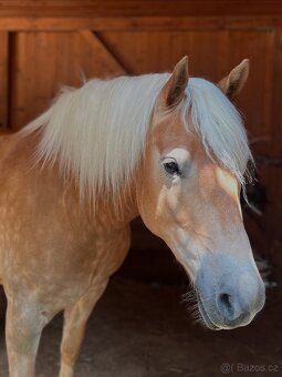 Prodám haflinga - 6