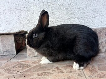 Zakrslý Králíček Hladký - 6