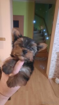 Yorkširsky teriér šteňata - 6