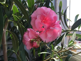 Prodám oleandry - 6