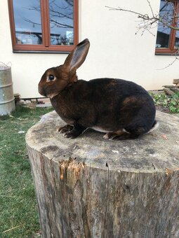 Prodám samce a samici plemene kastorex - 6