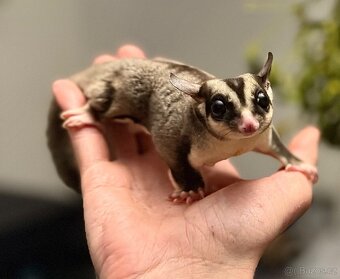 Možnost využít odběr i 24.12.2025 - 6