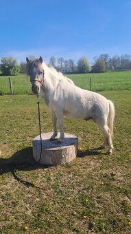 Wpbr - valach 2 roky - 6