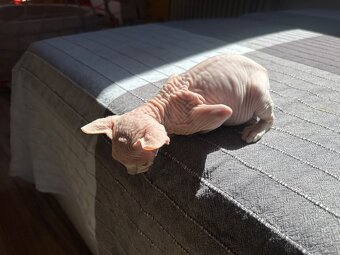 Kočička Sphynx - Elf - 6
