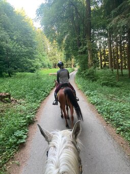 Arabský plnokrevník (i výměna za motorku) - 6