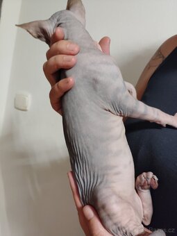 Kanadský sphynx - 6