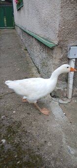 Česká husa houser - 6