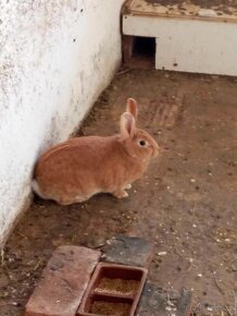 Prodám králíky samice i samce - 6