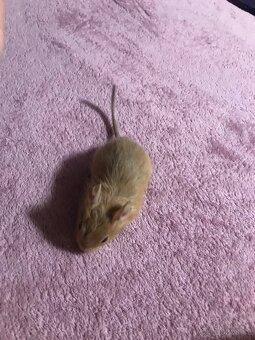 Osmák degu - 6