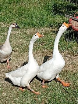 Husa labutí bílá - 6