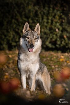 Československý vlčák s PP - 6