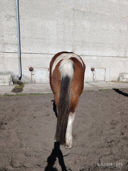 Pony valach 13 let cca 130cm - 6