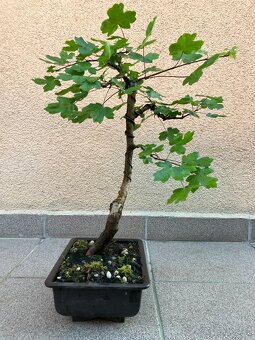 Bonsai, Bonsaj, jamadori, javor babyka - 6