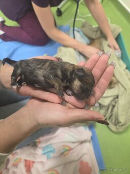Přijímáme rezervace na štěňata pomeraniana - 6