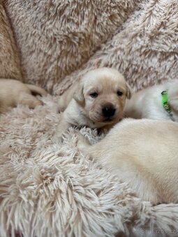 Labradorský retriever s PP - 6