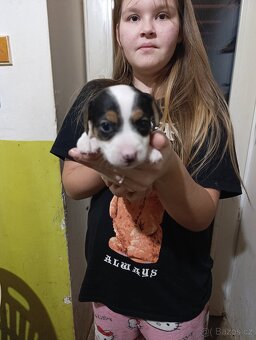 Štěňata Jack rasell - 6