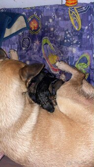 Prodam štěňátka - 6