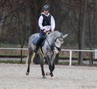 Kvalitní pony učitel - 6