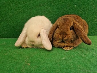 Zakrslý beránek - 6