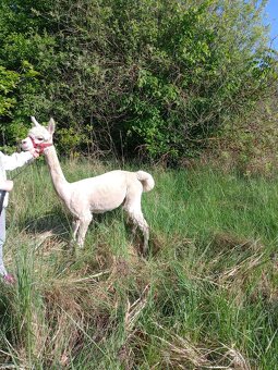 Lama Alpaka - 6