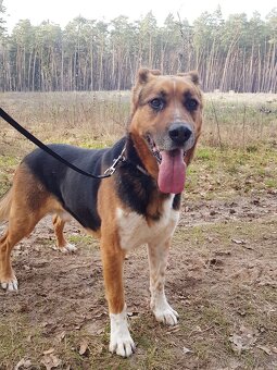 RON K ADOPCI - vděčný mazel, parťák, vhodný k dětem - 6