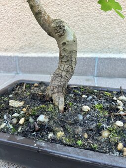 Bonsai, Bonsaj, jamadori, javor babyka - 6