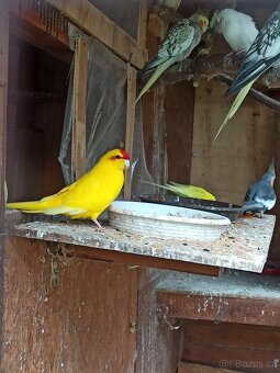 Kakariki chovné páry - 6