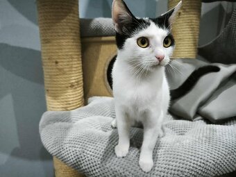 Kočička Apolenka - 6