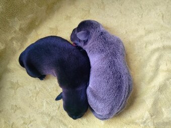 Stafordšírský bulteriér s pp - 6