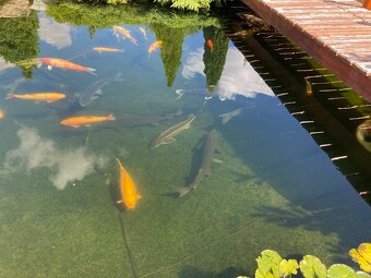 Koi kapři a jeseteři - 6