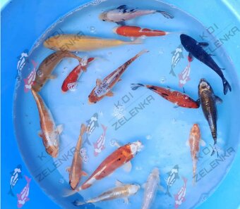 koi kapr, jeseter, karas, veslonos - 6