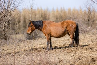 Huculská klisna, hucul, rekreace, vyjížďky, hipoterapie. - 6