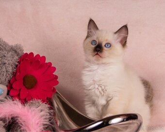Ragdoll koťátka bez PP - 6