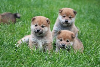 Shiba inu s PP - 6