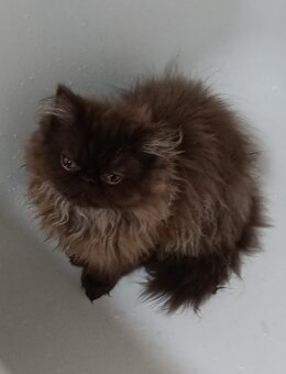 Perská Čokoládové perské kotě / perský kocourek - 6