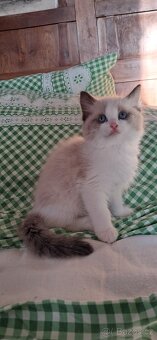 Koťátka ragdoll s PP - 6