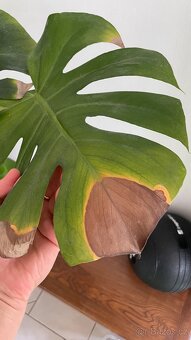 Monstera - 6