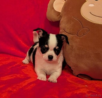 Čivava krátkosrstá s PP - 6