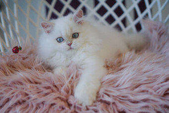 Britská koťátka  v exkluzivních barvách - 6